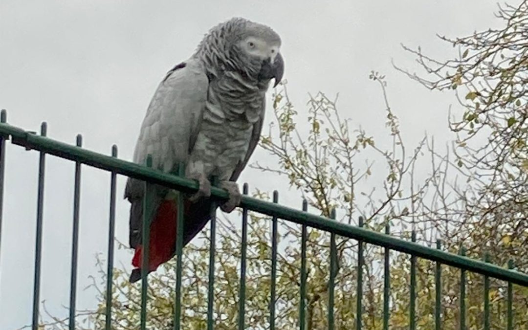 PET ALERT : Trouvé un perroquet du gabon – jeudi 02/10 vendredi 03/10 bagué