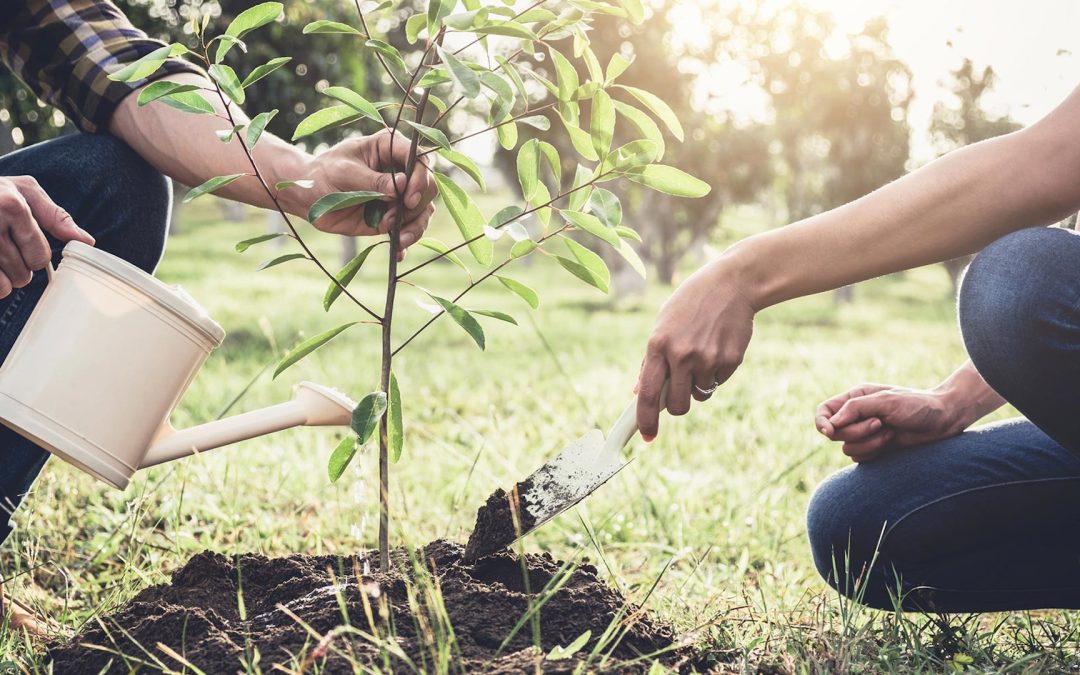 operation plantations d’arbres et plantes à l’école communale – jeudi 27 novembre et vendredi 28 novembre à 9h00